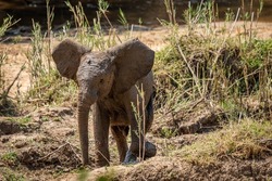 Baby Elephant standing with ears open in the Kruger National Park, South Africa.