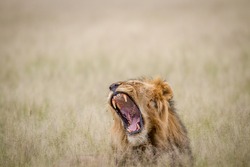 Big male Lion yawning in the high grass in the Central Kalahari, Botswana.