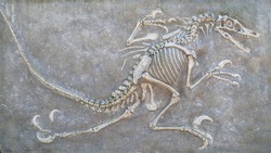 closeup of a replica of fossilized scary petrified Velociraptor dinosaur fossil remains in stone with details of the skeleton with skull and white bones