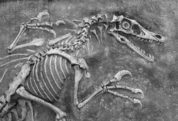 closeup of a replica of fossilized scary petrified Velociraptor dinosaur fossil remains in stone with details of the skeleton with skull black and white bones monochrome