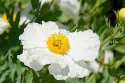 macro closeup of bright beautiful soft silky elegant white flowers of Romneya coulteri, the Coulter's Matilija California tree poppy against bright green leaves garden background 