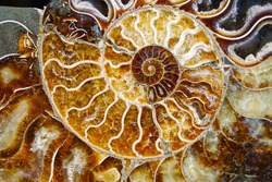 beautiful background of petrified extinct fossil shell animal Ammonite Nautilus, Jurassic and Mesozoic era, marine mollusc chamber cut in spiral shape, symbol of family happiness, wealth and eternity