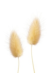 macro closeup of a fluffy soft Lagurus ovatus ornamental decorative grass, commonly called hare's-tail, hare's-tail grass bunnytail flower panicle isolated on white