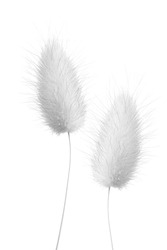 macro closeup of a fluffy soft Lagurus ovatus ornamental high key decorative grass, commonly called hare's-tail, hare's-tail grass bunnytail flower panicle candy color isolated on white