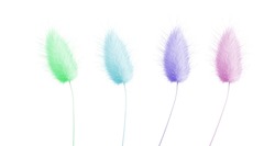 macro closeup of a fluffy soft Lagurus ovatus ornamental green blue pink purple decorative grass, commonly called hare's-tail, hare's-tail grass bunnytail flower panicle candy color isolated on white