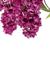macro closeup of a beautiful purple pink Syringa vulgaris hybrid lilac flower branch isolated on white