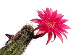 a beautiful bright pink tender echinopsis spiky cactus flower isolated on white