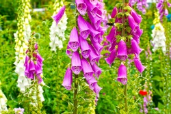 blooming vivid wild purple Foxglove (Digitalis ) flowers against green grass background, plant known for its poisonous effect, also grown as ornamental 