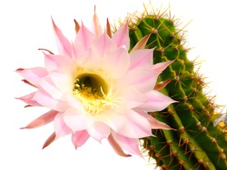 a stunning bright pink tender echinopsis spiky cactus flower isolated on white, a natural wonder