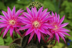 a macro closeup of a striking colored bright pink purple echinopsis lobivia hybrid cactus plant against green background