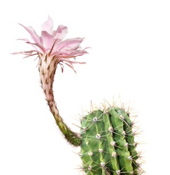 a macro closeup of a beautiful silky pink tender Echinopsis Lobivia cactus flower and green thorny spiky plant isolated on white.
