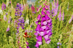 blooming vivid wild purple Foxglove (Digitalis ) flowers against green grass background, plant known for its poisonous effect, also grown as ornamental