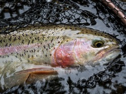 Rainbow trout alive in a landing net - fish is released after this shot - caught fly fishing 