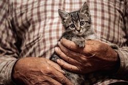 Concept friendship and help of animals cat and people. Senior elderly man holds kitten in arms.