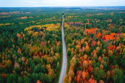 Aerial top view travel drive autumn road in yellow forest, concept of trip by red car.