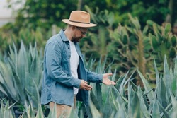 Mexican farmer man in hat gardener inspect plant cactus agave plantation for tequila.