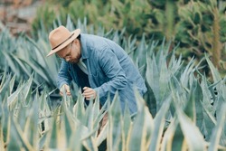 Mexican farmer man in hat gardener inspect plant cactus agave plantation for tequila.