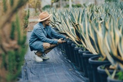 Mexican farmer man in hat gardener inspect plant cactus agave plantation for sale.