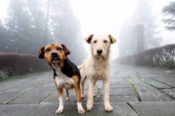 Two stray dog standing close to each other in foggy day. Pets