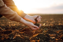 Farmer holding soil in hands close-up. Male hands touching soil on the field. Farmer is checking soil quality before sowing wheat. Agriculture, gardening or ecology concept