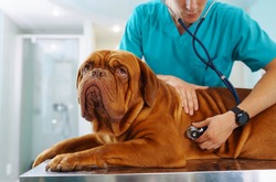 Young man veterinarian checking up the dog on table in veterinary clinic. Healthcare, medicine treatment of pets. Dogue de bordeaux.
