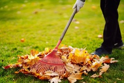 Autumn clean in garden back yard. Rake and pile of fallen leaves on lawn in autumn park. Volunteering, cleaning, and ecology concept. Seasonal gardening.