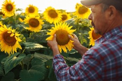 Owner of a sunflower farm inspects the harvest. The farmer's hand touches a blooming sunflower. The concept of organic farming. Harvesting.