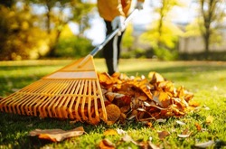 Collection of fallen leaves. Raking autumn leaves from the lawn on the lawn in the autumn park. Using a rake to clear fallen leaves. The concept of volunteering, seasonal gardening.