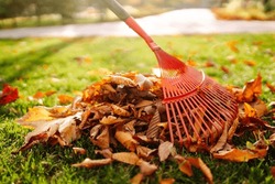 Close-up of a rake picking up fallen leaves in autumn. Man with a fan rake clears the yellow leaves from the park. Concept of volunteering, cleaning, ecology.