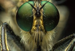 Extreme sharp and detailed portrait of robber fly, Robberfly (Asilidae), family of carnivorous dipterous insects of suborder Short-billed (Brachycera), super macro, detail on eye and face very clear