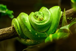 Green snake on the branch