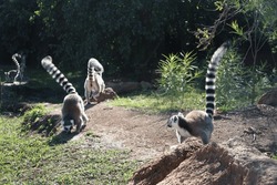 Group of ring-tailed lemurs sunbathing in Madagascar.