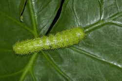 Photo of an Io moth fifth instar larvae, Automeris io, crawling on a leaf. A whole body dorsal view of the bright green and spiny caterpillar. The black-tipped spines are poisonous.
