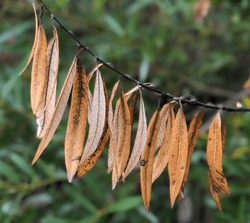 autumn willow leaves on the tree