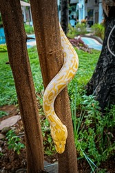 Albino Burmese Python slithering down a branch