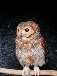 The spotted wood owl (Strix seloputo) is an owl from the earless owl genus