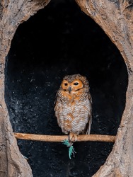 The spotted wood owl (Strix seloputo) is an owl from the earless owl genus, Strix