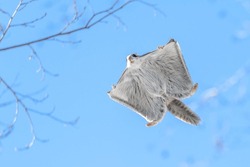 Image of a Flying Squirrels.