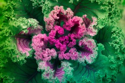 close up cauliflower leaves, fractal natural abstract background