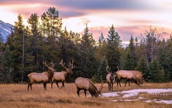 A herd of elk grazing in the mountains at sunrise