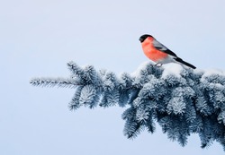 new year postcard bird bullfinch on a branch of a festive spruce with shiny hoarfrost sits in a beautiful winter park