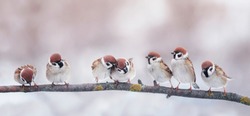 many little funny birds sparrows are sitting on a branch in the garden and cute quarrel