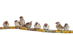 many small funny birds sparrows are sitting on a branch on a white isolated background