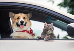 corgi dog puppy and a cute tabby cat leaned out of a car window during a summer vacation trip