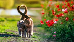 two loving cats walk among the poppy flowers in Sunny summer garden