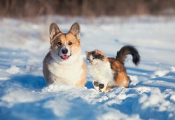 -cute and fluffy friends red cat and dog corgi sit next to each other in the winter park in the snow