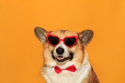 portrait of a funny corgi dog puppy with big ears on a yellow isolated background wearing glasses with red hearts