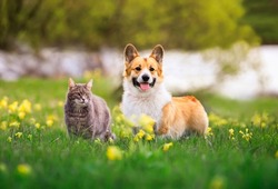 cute dog and cat walking on a sunny summer day on green grass