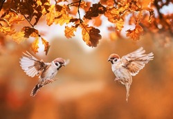 two small birds sparrows fly in the autumn park among the golden leaves