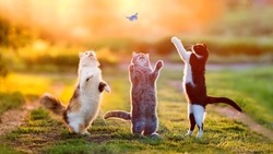 three different beautiful cats play in a sunny summer meadow and catch a blue butterfly jumping up